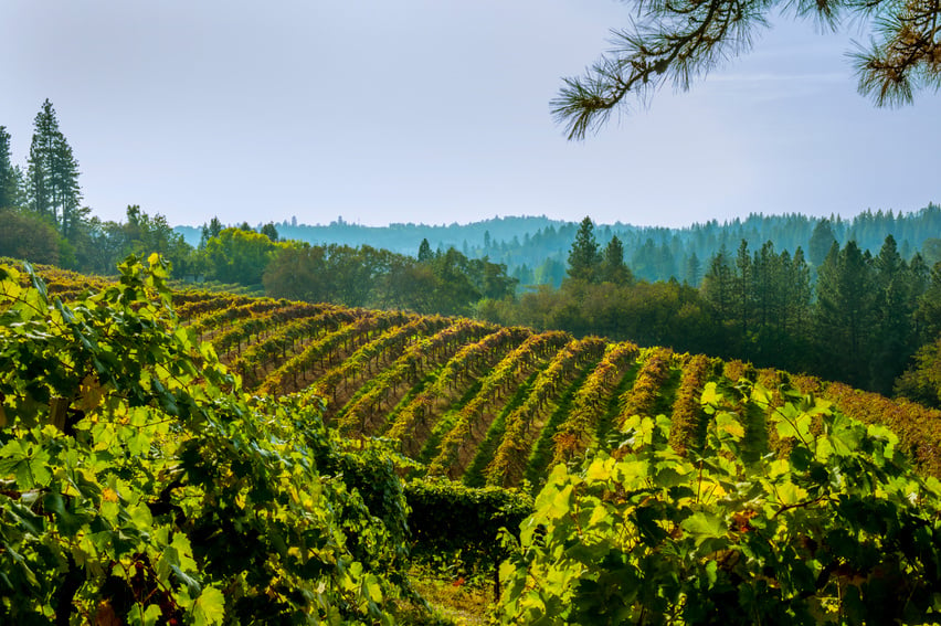 Vineyard in Autumn,  El Dorado County, California